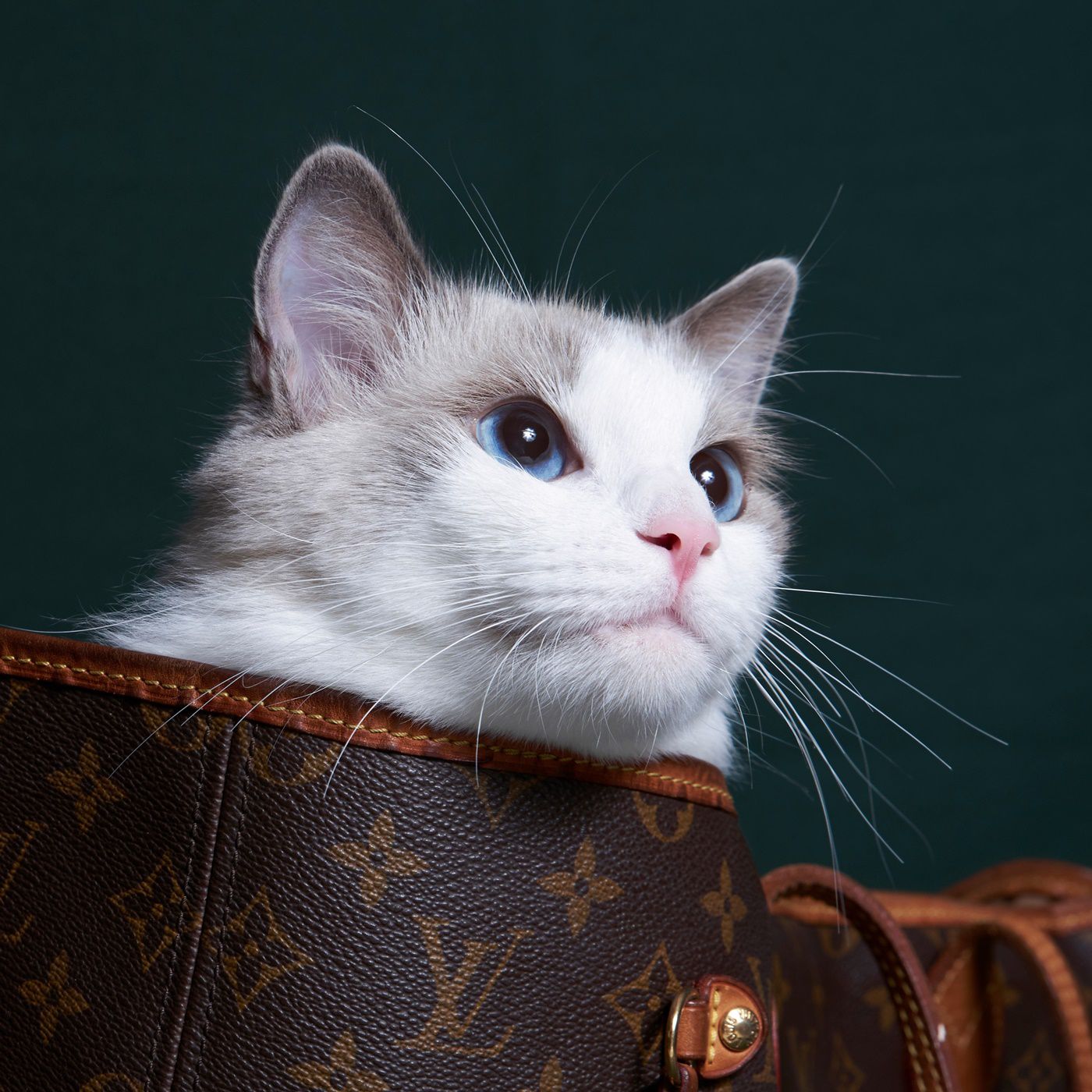 藍色(Blue)布偶貓