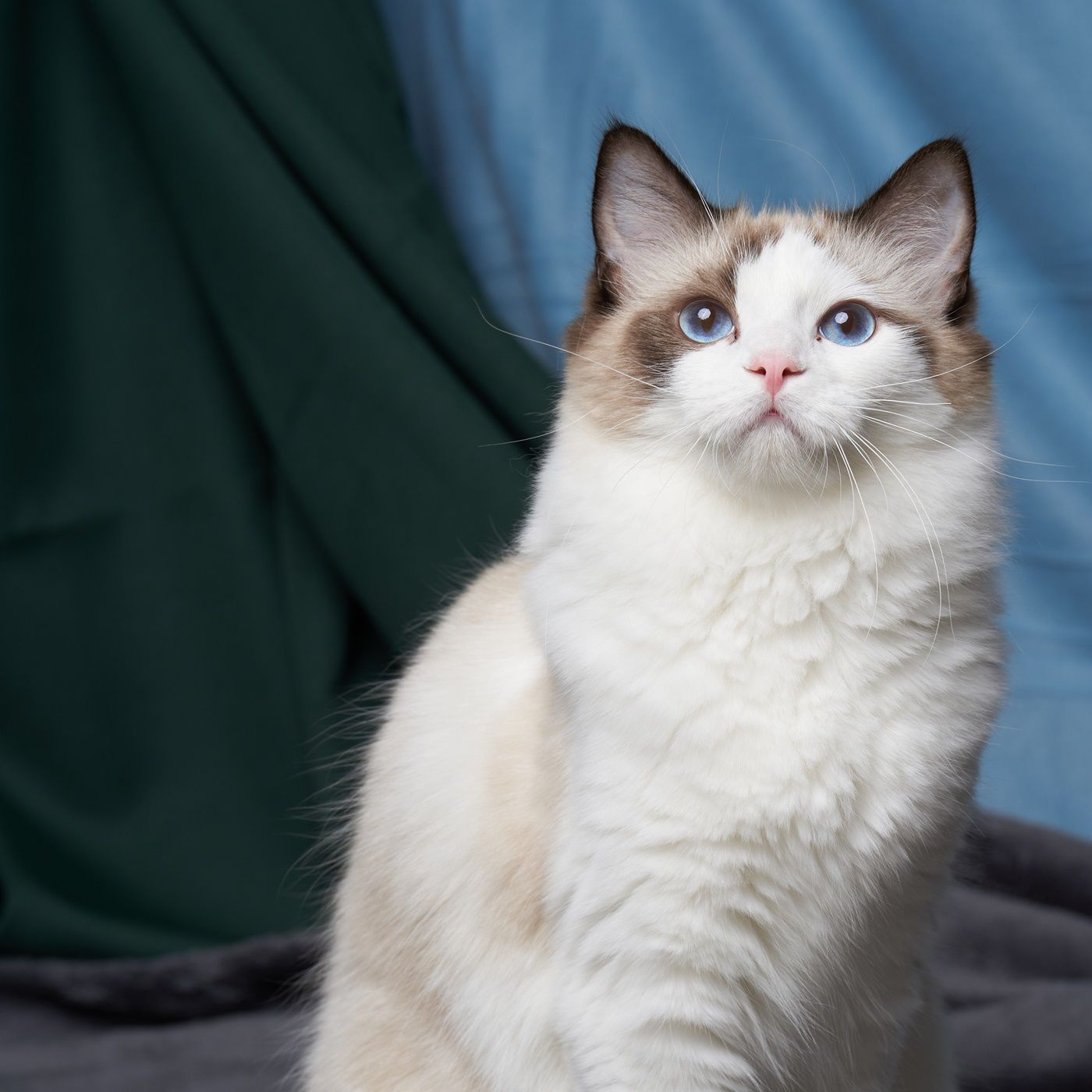 海豹色(Seal)布偶貓